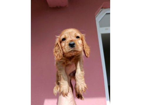 Erkek cocker yavru köpeğimiz