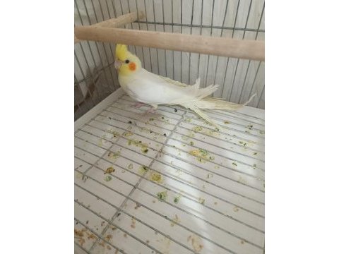 Sultan papağanı lutino kuşumuz