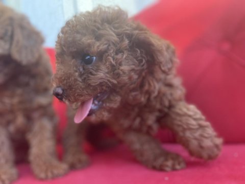 Teacup kore baba toy poodle annenin yavruları