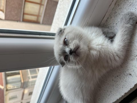 Scottish fold blue point
