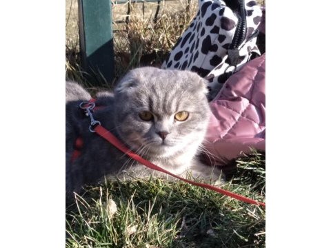 Ücretsiz sahiplendirme scottish fold kedisi