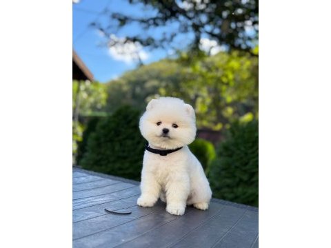 Pomeranian erkek bebek kys