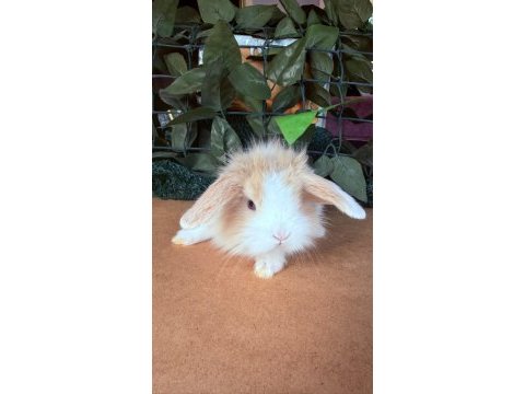 Safkan hollanda teddy lop tavşan yavrular