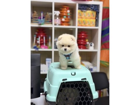 Teddy bear minik pomeranian boo