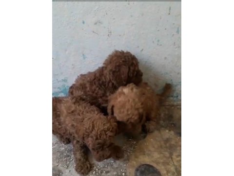 Poodle bebeklerimiz yeni evlerini bekliyor