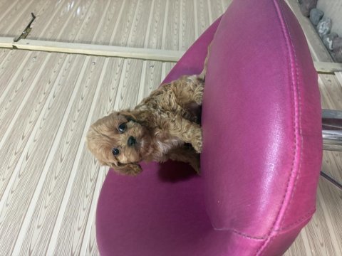 Cavapoo kavapo