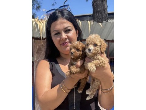 Sağlık ve ırk garantili maltipoo yavrularım