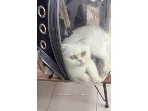 3 yaşında exotic shorthair kedim (dişi)