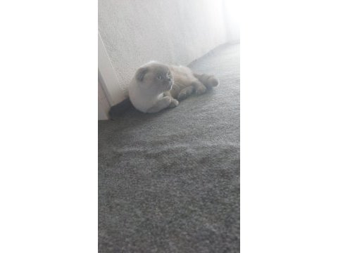 Scottish fold kedimiz hera