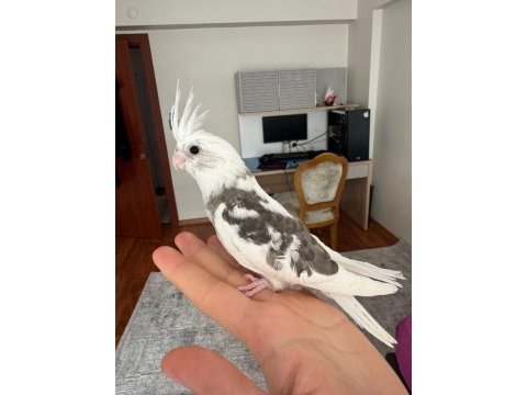 2 aylık fw sultan papağanı