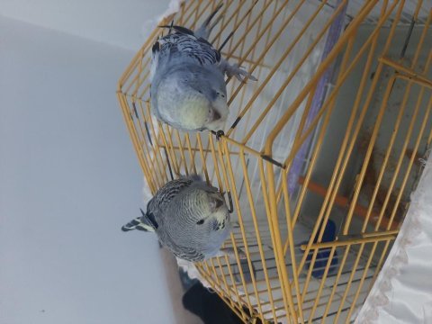 Yavru yeni yeme geldiler 3 adet yavru muhabbet kuşu