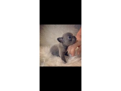 Irk standartlarında blue mavi gözlü french bulldog yavrular