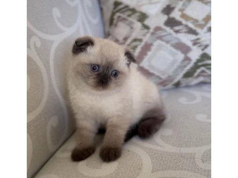 Scottish fold blue point 4 aylık dişi