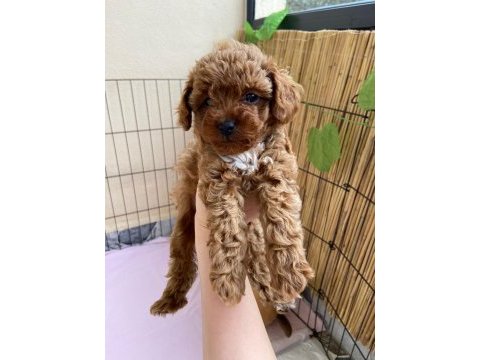 2 dişi toy poodle