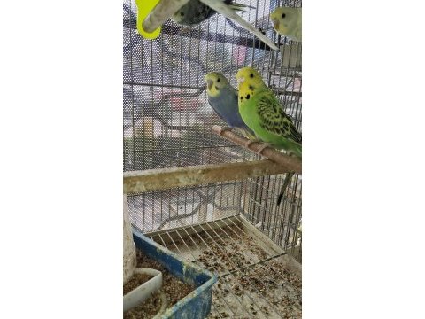 Ele alıştırmalık yavru muhabbet kuşu