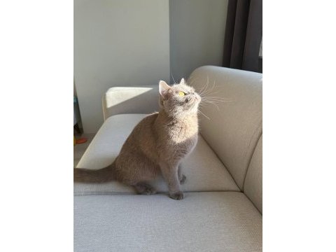 Lilac british shorthair kedimize aile arıyoruz