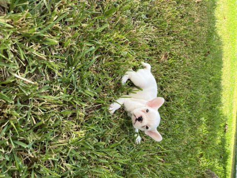 Diablo köpeğimiz yeni yuvasını arıyor