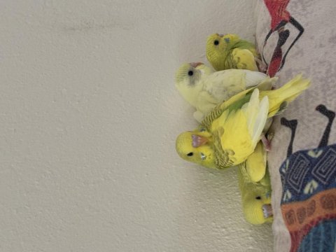 Yeni yeme düşmüş yavru muhabbet kuşları