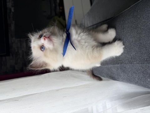 Ragdoll yavru