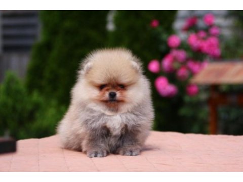 Teacup erkek orange pomeranian