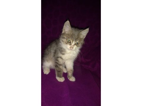 1 buçuk aylık erkek kedimiz