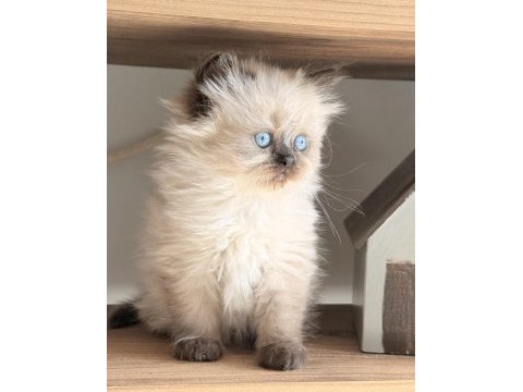 Sosyal british longhair kardeşler