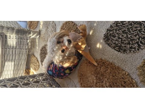 Erkek kısır bütün komutları yerine getirir uysal poodle