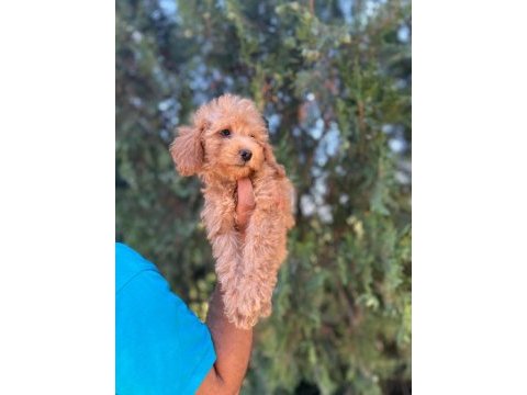 Orijinal maltipoo yavrular randevu alarak bakabilirsiniz