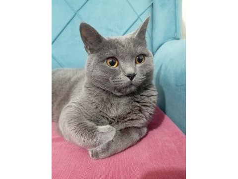 Brıtısh shortaır sahıplendırme