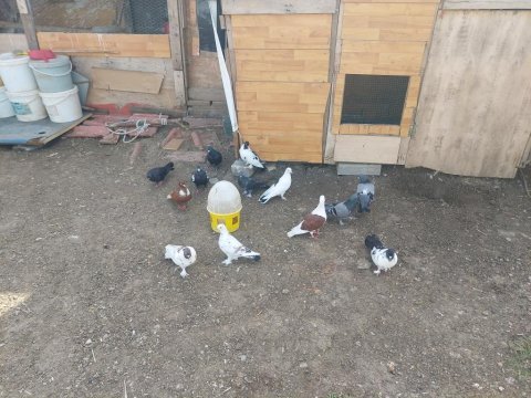 Toplu kelebek posta tip güvercin