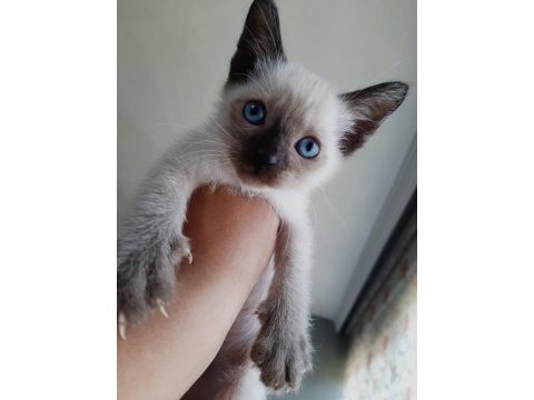 Safkan siyam kedisi yavrulari