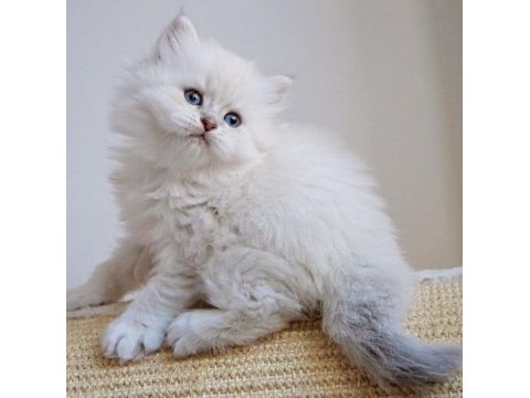 British longhair yavrularımız 