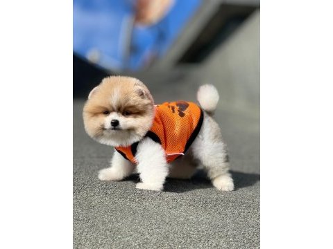 Pomeranian booo bebeklerımız