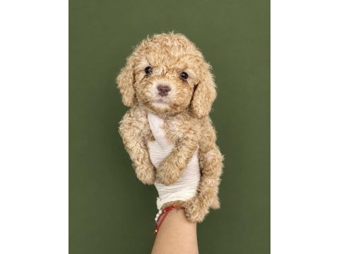 Uygun krem toy poodle yavrumuz