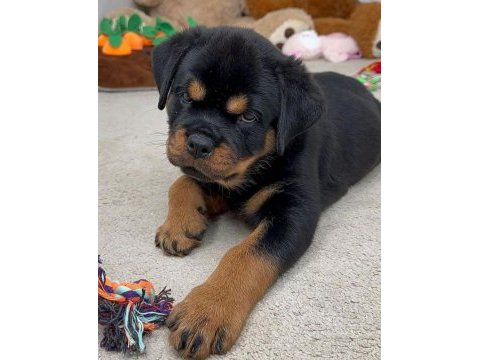 Saf kan hattı rottweiler
