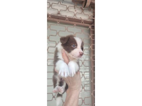 Kahverengi beyaz border collie yavru
