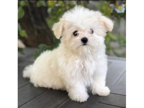 Birbirinden güzel safkan maltese yavrularımız