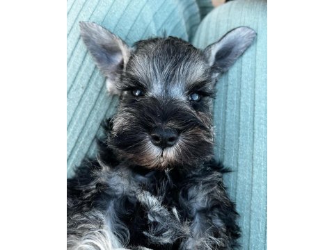 Fcı şecereli miniatute schnauzer yavru köpekler