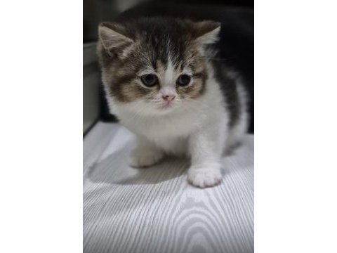 Kendi kedimin yavruları