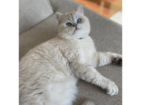 Erkek ve dişi scottish straight shorthair mükemmel gen!