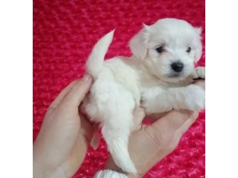 A kalite maltese terrier