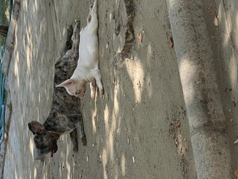 French bulldog foozy kızı