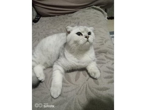 6 aylık scottish fold erkek