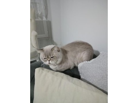Kısırlaştırmış erkek british shorthair
