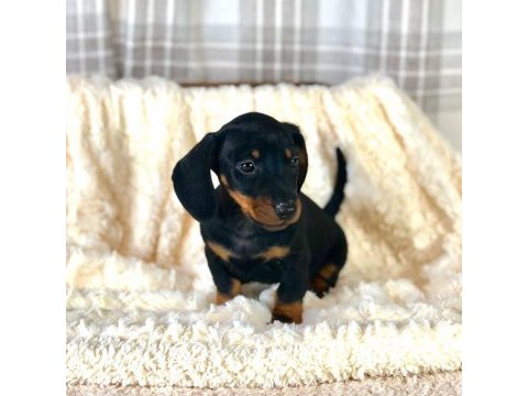 Dachshund ( sosis köpek ) yavruları