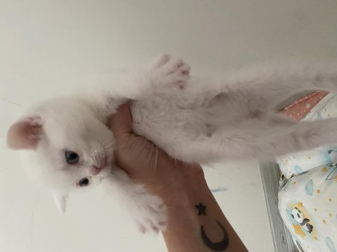 3 beyaz ve 1 gri 1 aylık yavru british longhair