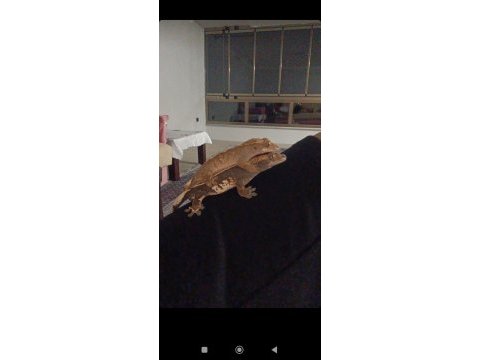 Cift crested geckolar