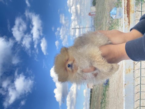 Pomeranian boo yavrularımız