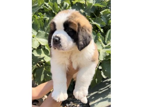 Muhteşem görsele sahip st bernard yavrular