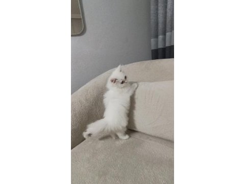 British longhair bebek